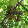 Guajava – bardzo zdrowe, egzotyczne owoce w Twoim domu