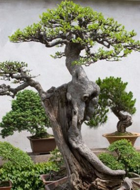 Sztuka formowania drzewek bonsai.