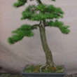 Sztuka formowania drzewek bonsai