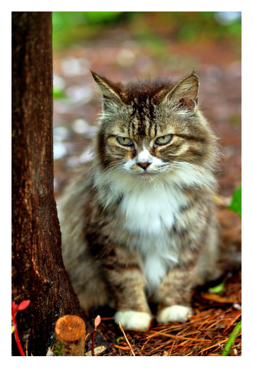 02_kot_toksoplazmoza-002-2014-07-14 _ 07_55_06-80