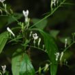 Andrographis, ajurwedyjska roślina na przeziębienie