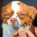 Kleszczy z roku na rok przybywa, większa jest też liczba pacjentów z chorobami odkleszczowymi wyższe temperatury sprzyjają przenoszeniu chorób odkleszczowych